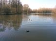 Mulderplas maart 2015