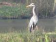 Reiger (mulderplas)