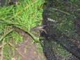 Zoetwaterkreeft Mulderplas (2)