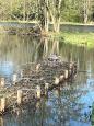 Mulderplas 2023 voorjaar (2).jpeg